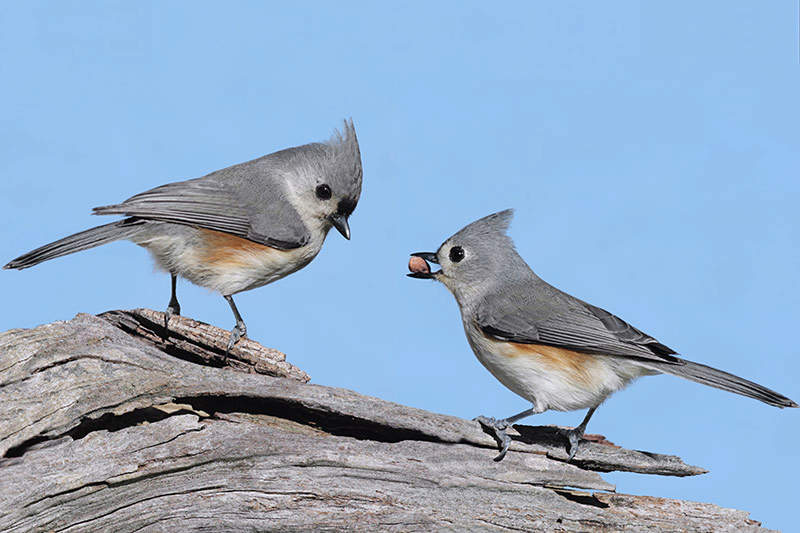 Tufted-Titmouse-with-peanut.jpg