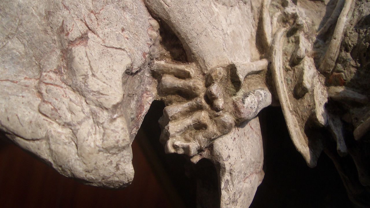 Detail of fossil showing the left hand of Repenomamus (mammal) wrapped around the lower jaw of Psittacosaurus (dinosaur).