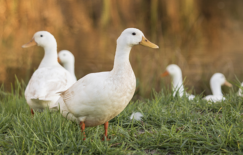 poultry_blog_why-keep-ducks_820x525.jpg