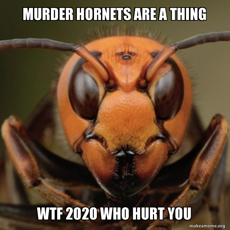 murder-hornets-are.jpg