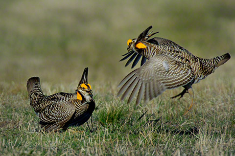 mp-gtr-prairie-chicken-2821.jpg