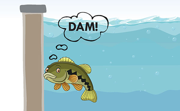 dam-fish-graphic.jpg