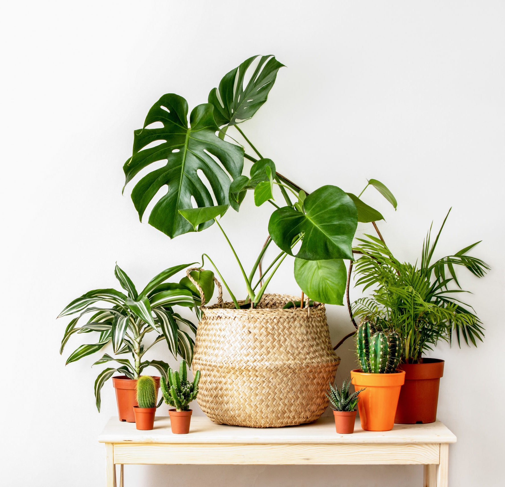 houseplants-scaled-e1593515074870.jpeg