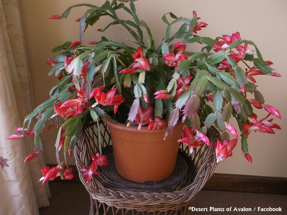 Christmas-Cactus-on-chair-1.jpg