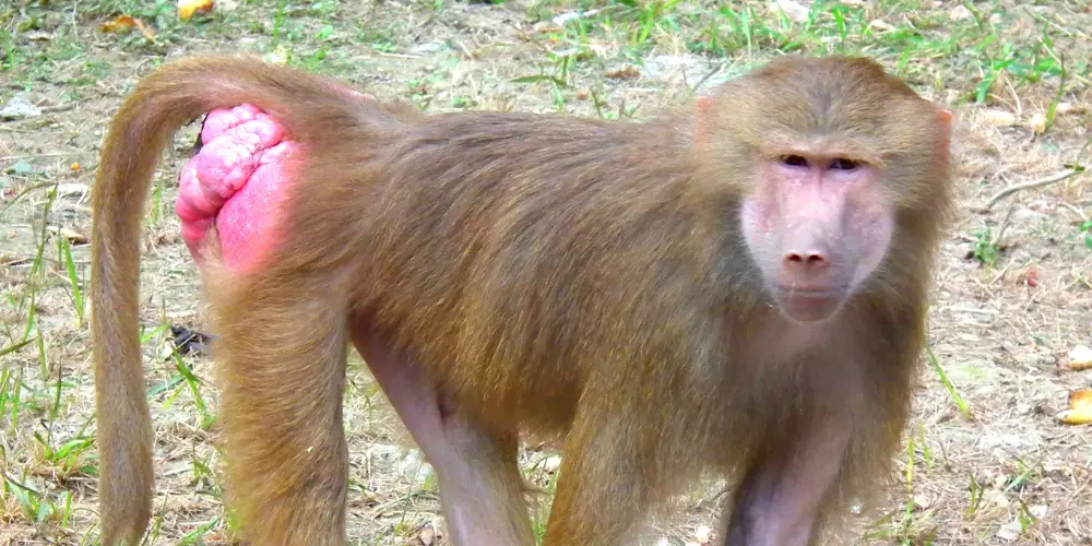 red-butt-monkeys-article-featured-image.png