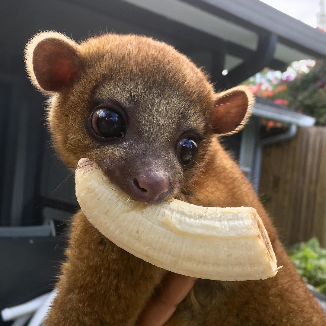 kinkajou-688393.jpg