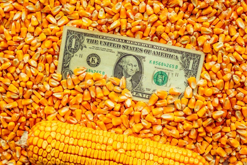 commodity-trading-usa-one-dollar-banknote-over-harvested-corn-kernels-141092838.jpg