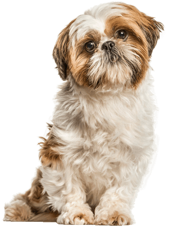 Shih-Tzu-origin.png