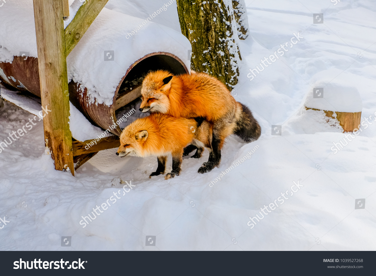 stock-photo-fox-breeding-animal-breeding-having-sex-which-is-male-and-female-were-mixed-breed-each-other-1039527268.jpg