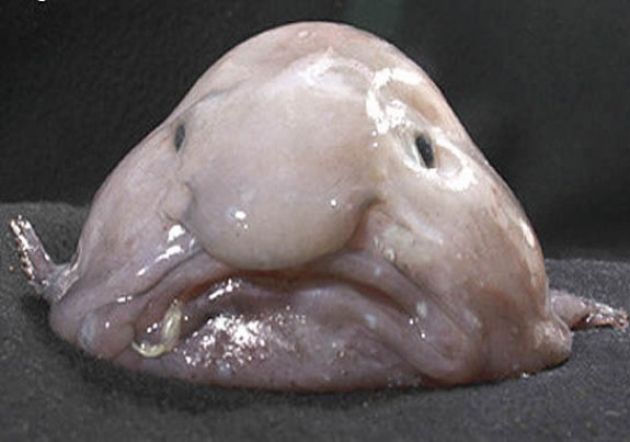 09_13_2013_blobfish-e1379079669470.jpg