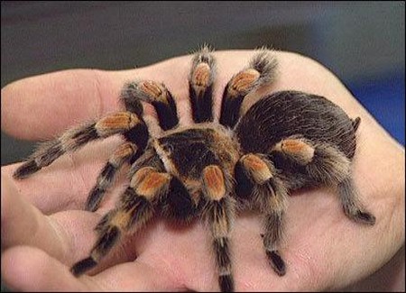 Pet-Tarantula.jpg