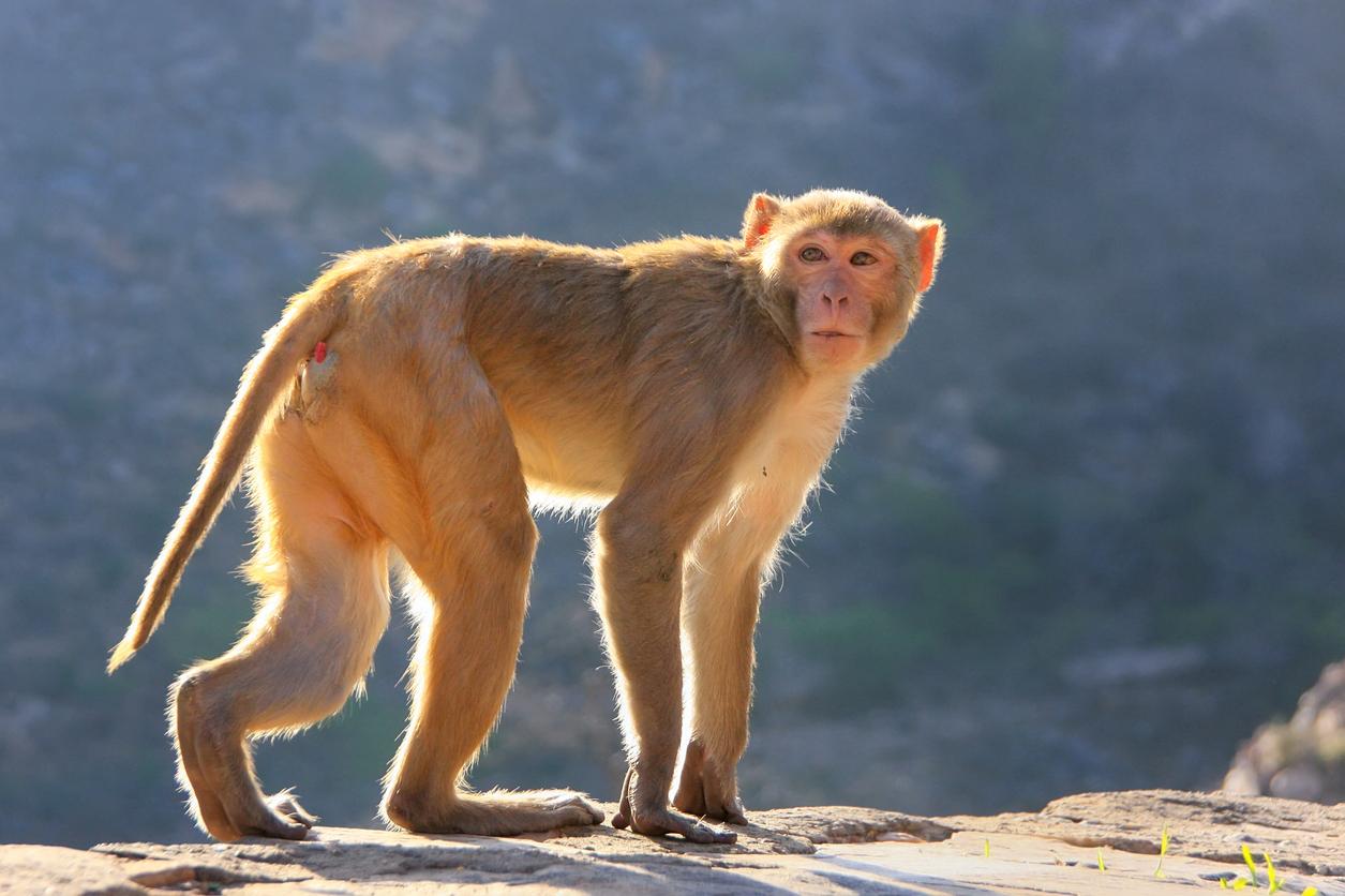 rhesus_macaque_1335_0_orig.jpg