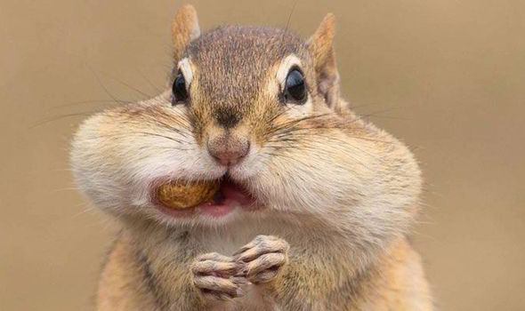 chipmunk-cheeks-peanuts-g-427474.jpg