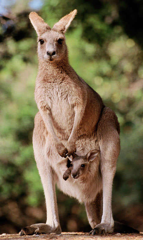 kangaroo-13.jpg