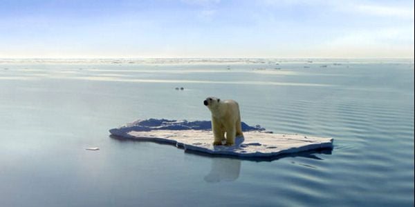 Polar-bear-climate-change-global-warming.jpg