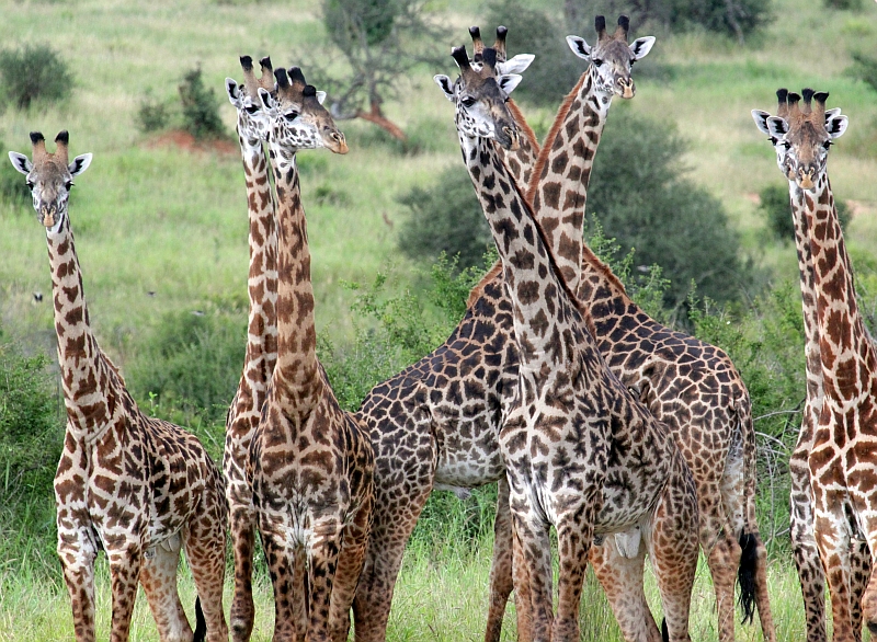 Giraffe3.jpg