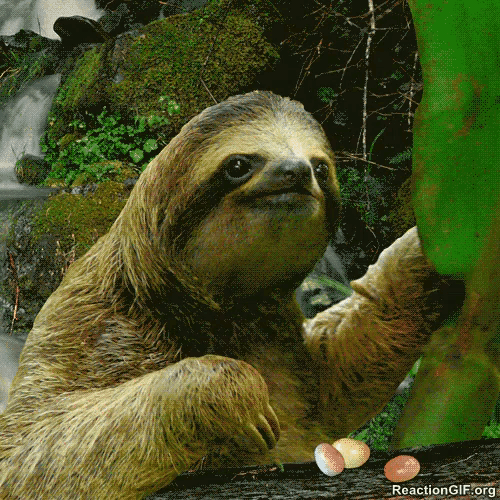 too-slow-sloth.gif