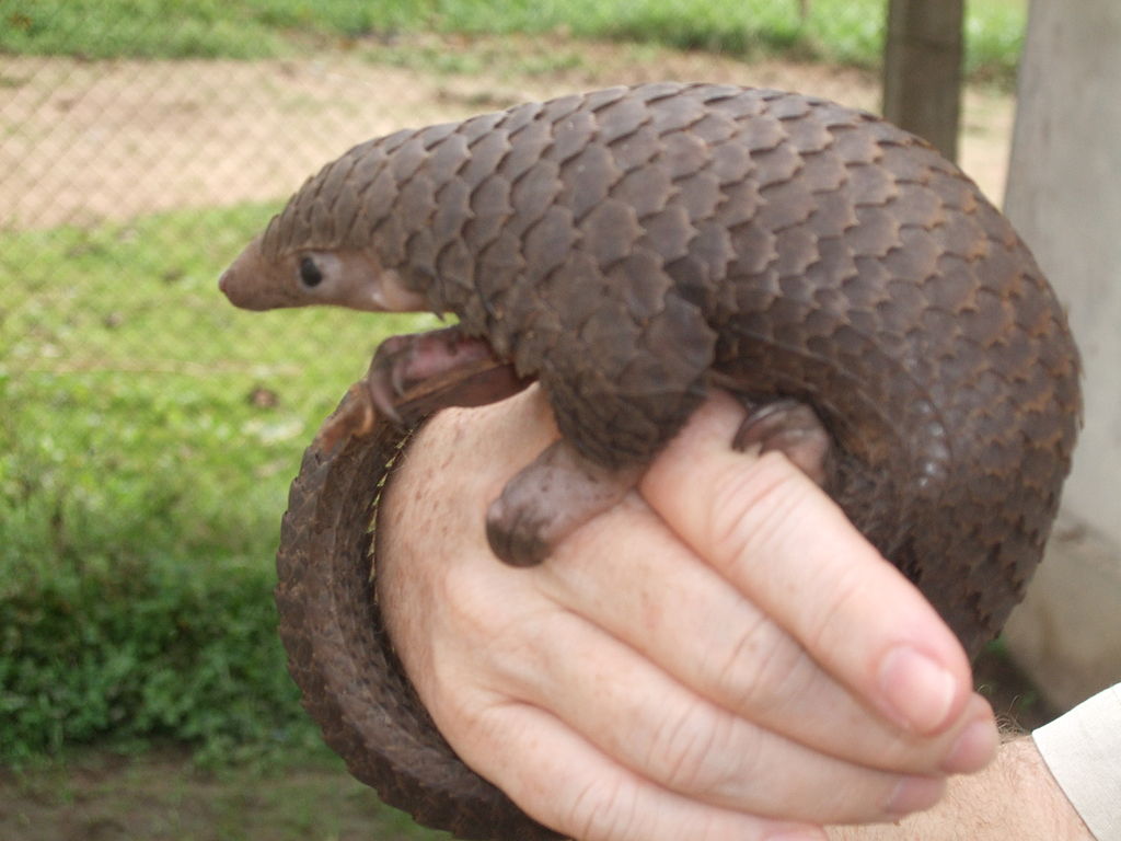 1024px-Tree_Pangolin.jpg