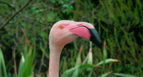 007-funny-animal-gifs-flamingo.gif