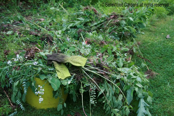 Garden%20Care_2010-06_bucket%20of%20weeds.jpg