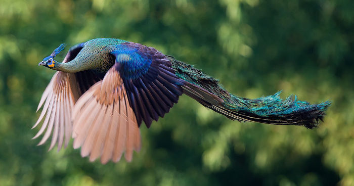 flying-peacock-fb1__700.jpg