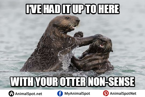 Otter-Memes-Pictures.png