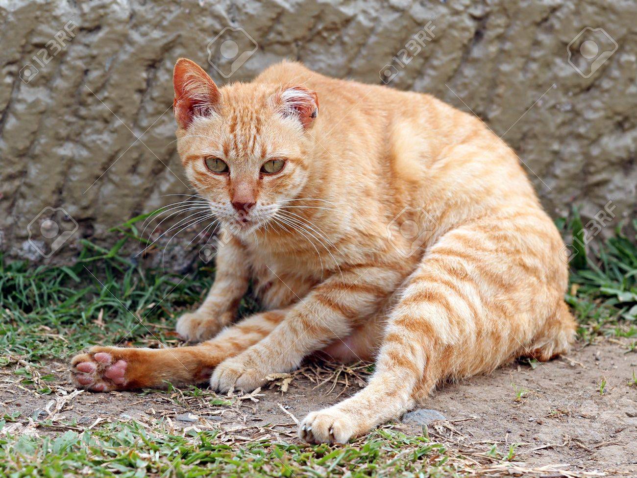 18249774-stray-cat-with-half-an-ear-missing.jpg