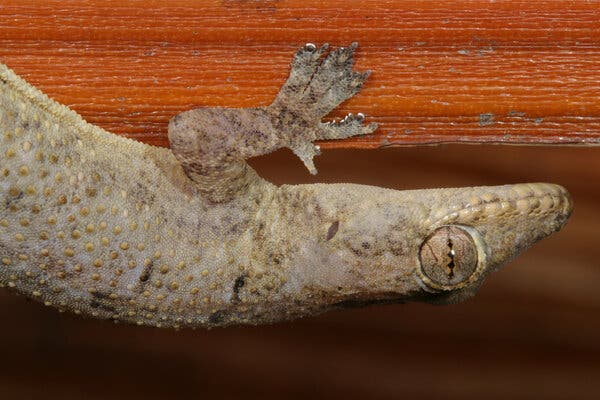 While the researchers couldn’t rule out the gecko rafting its way across the Atlantic Ocean 1,000 years ago, sneaking on ships during the trans-Atlantic slave trade is more likely, researchers say.