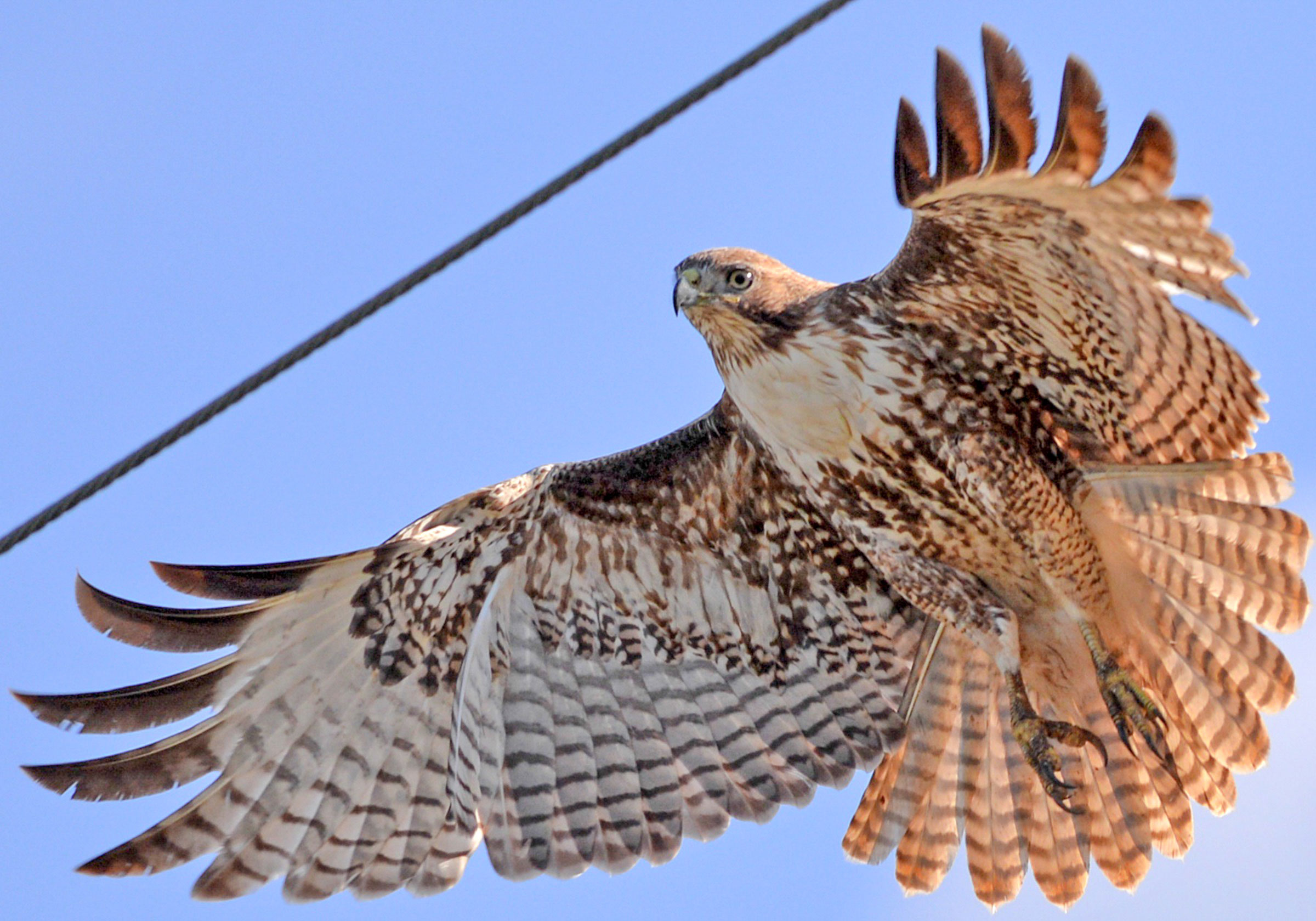 Red-Tailed-Hawk-Lorna-Padden-Audubon-Photography-Awards.jpg