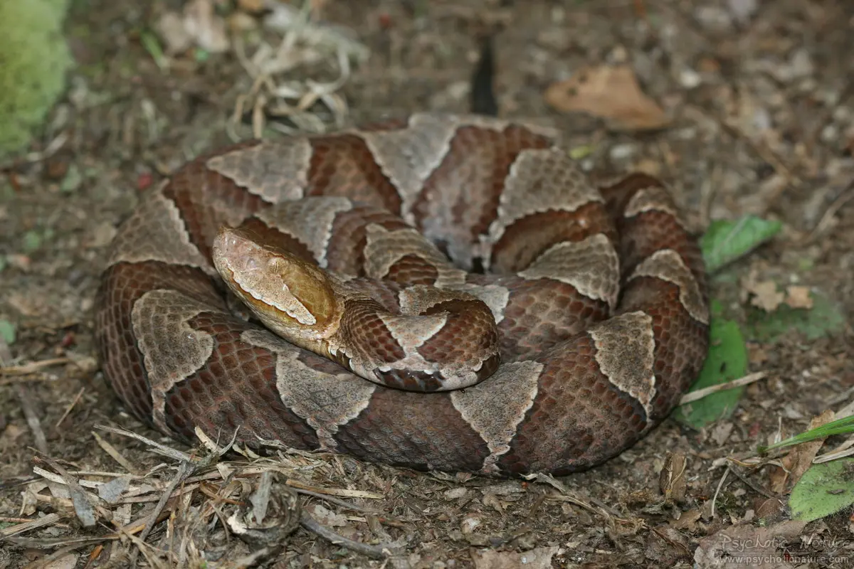 11707-northern_copperhead-agkistrodon_contortrix_mokasen.jpg.webp