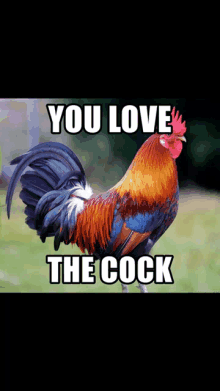 cocklover-cock.gif