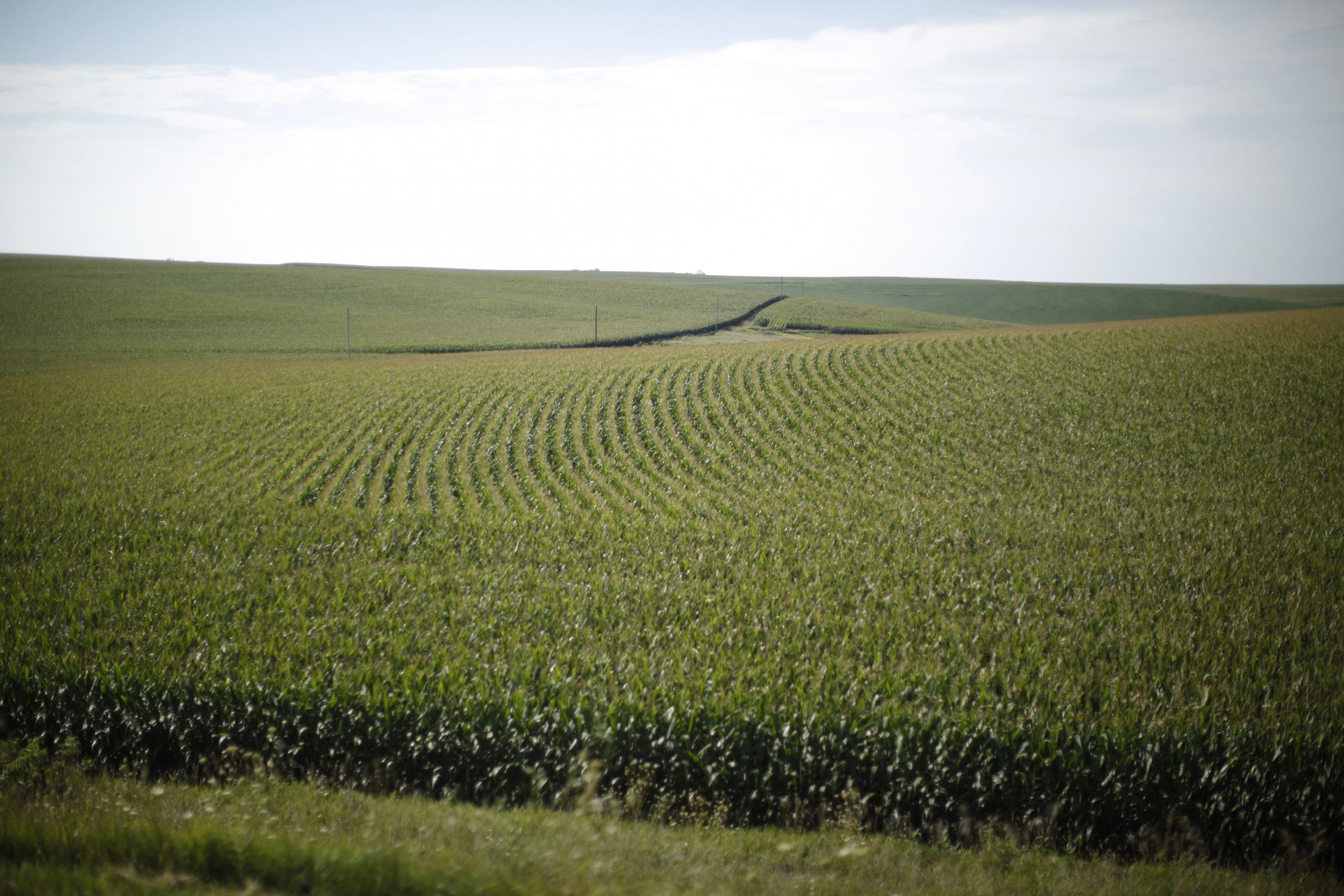 corn-field-iowa.jpg