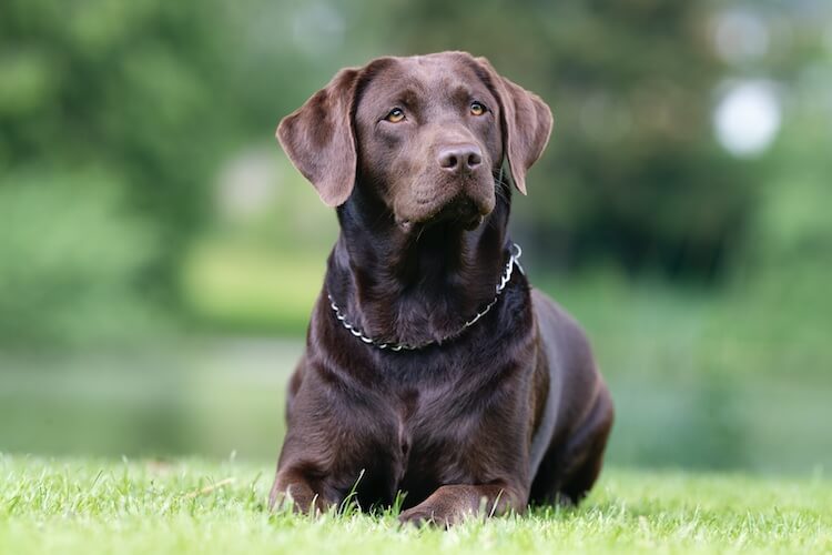 Chocolate-Labrador-1.jpg