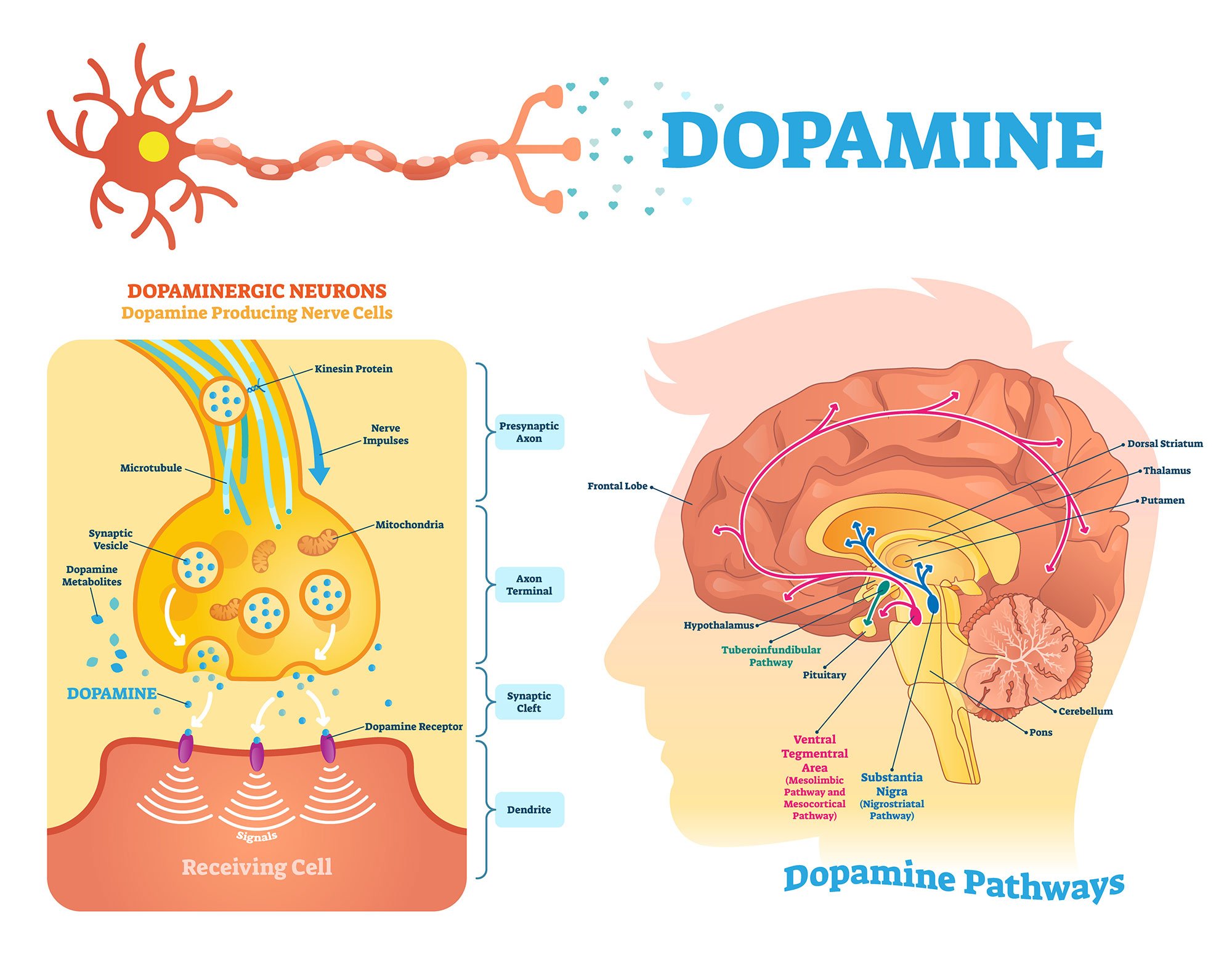 Dopamine.jpg