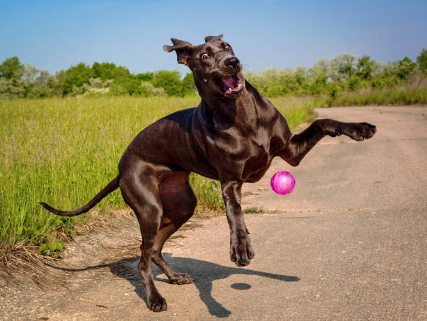 a-silly-blue-great-dane-puppy-plays-with-her-pink-ball.jpg