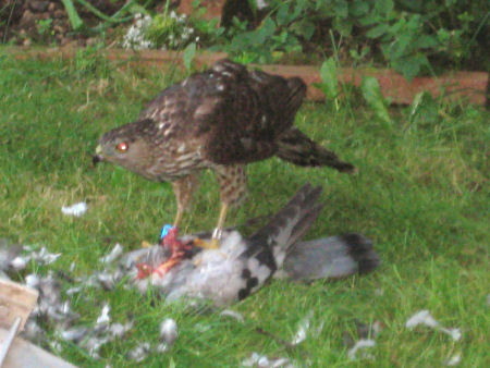 hawk_eating_pigeon.jpg