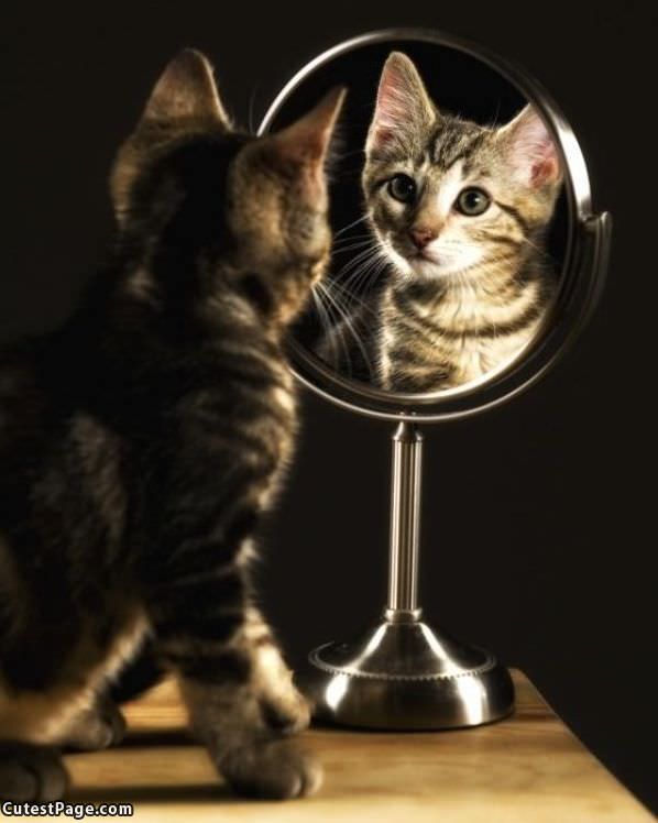 Mirror_Mirror_Cat.jpg