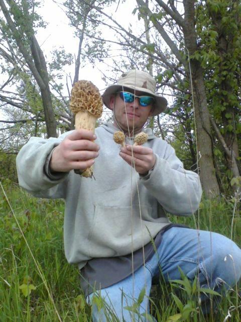 giant-morel.jpg