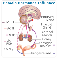 natural-hormones-influence.gif