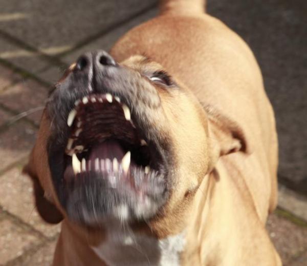 why_is_my_pit_bull_becoming_aggressive_2642_600.jpg