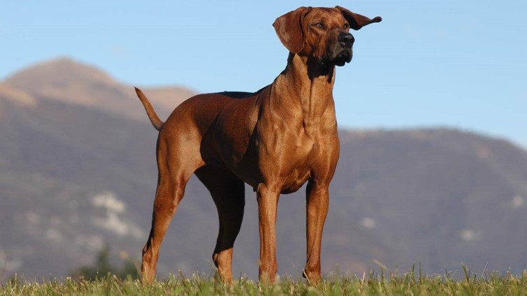 should-i-get-a-rhodesian-ridgeback.jpg