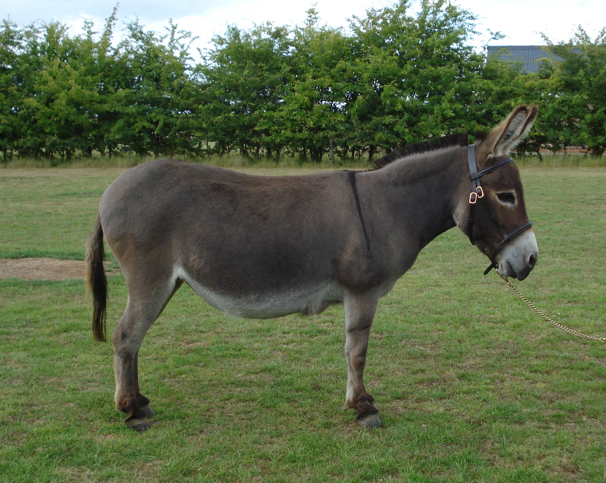 general_donkeys_15_july_09_1.jpg