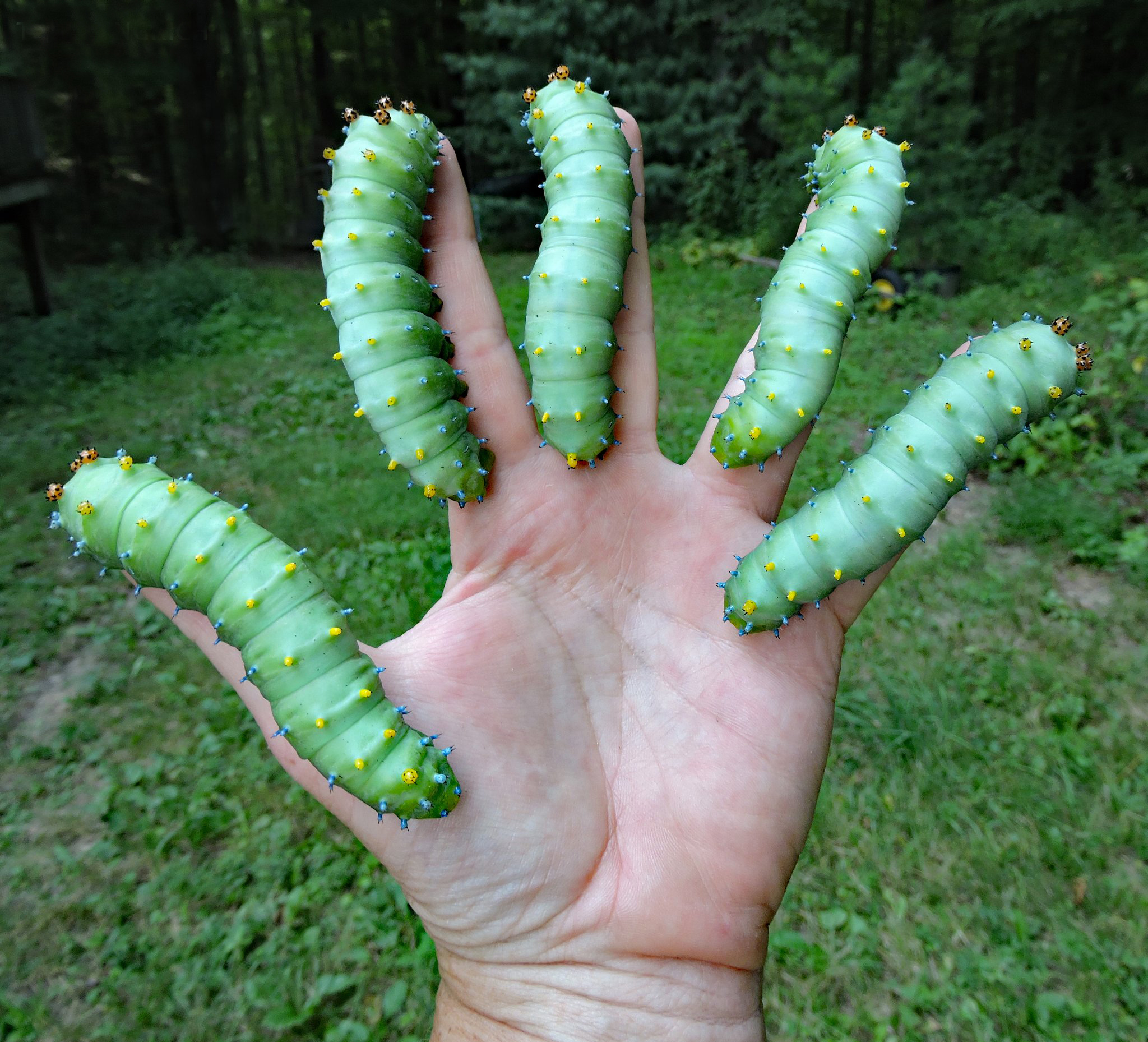 Handful-of-Cecropia-Caterpillarsweb.jpg