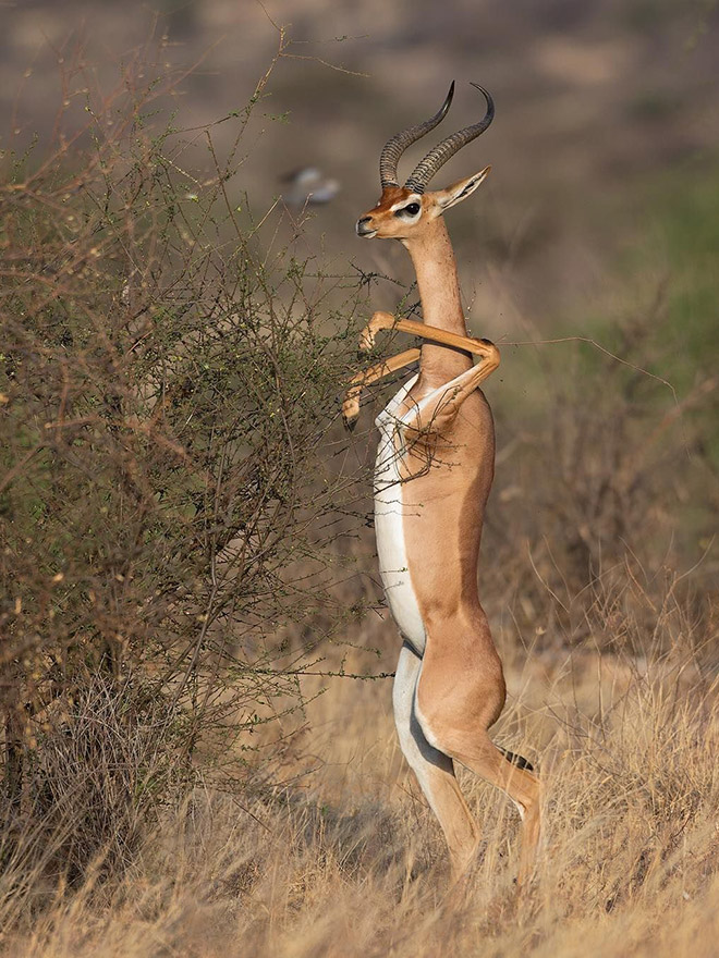 gazelles-standing1.jpg