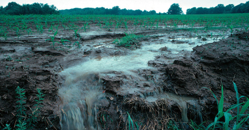 Photo Credit: Lynn Betts | USDA NRCS