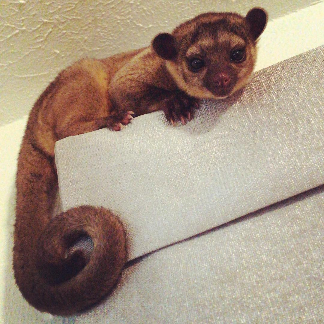 kinkajou-687582.jpg