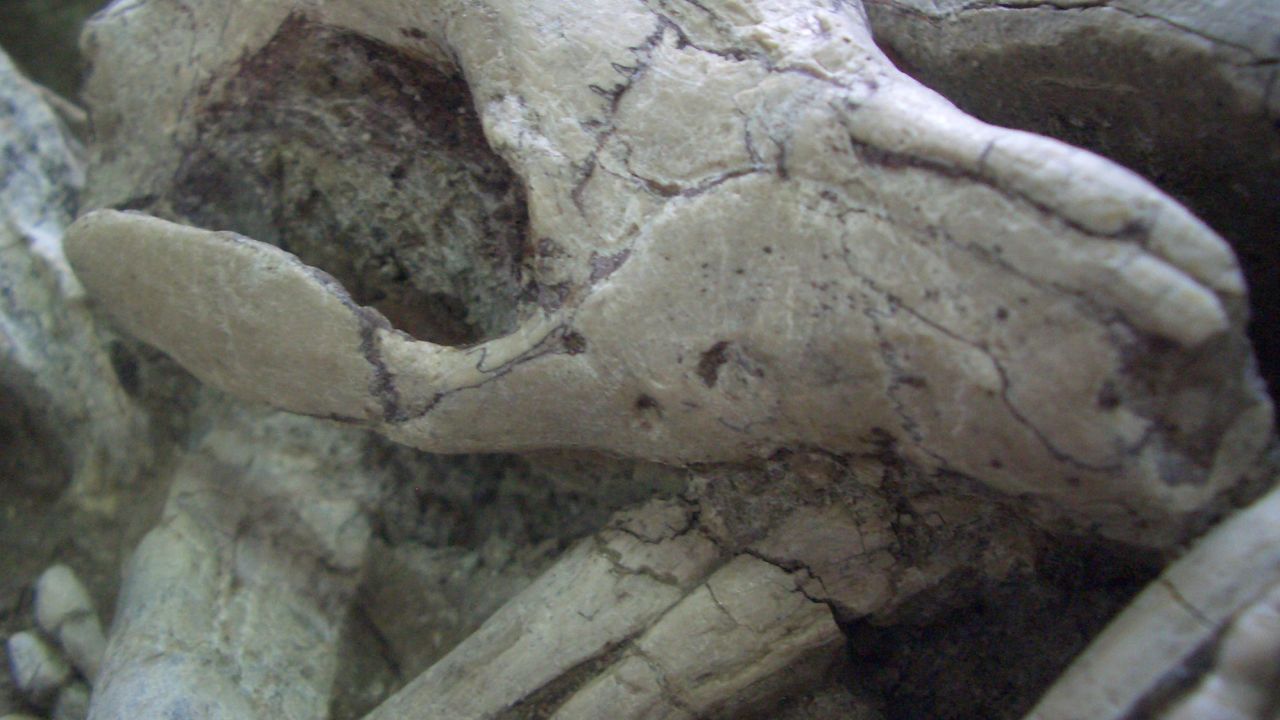 Detail of fossil showing Repenomamus (mammal) biting the ribs of Psittacosaurus (dinosaur).