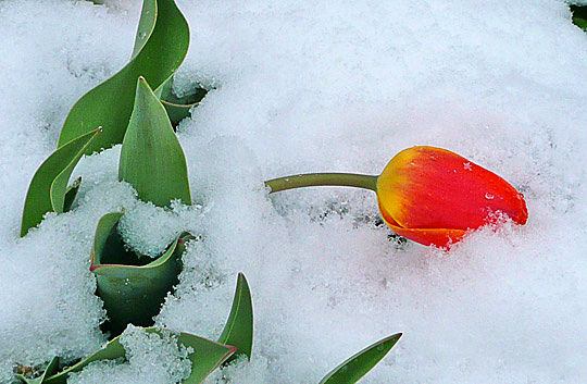tulip_red_snow_042011.jpg