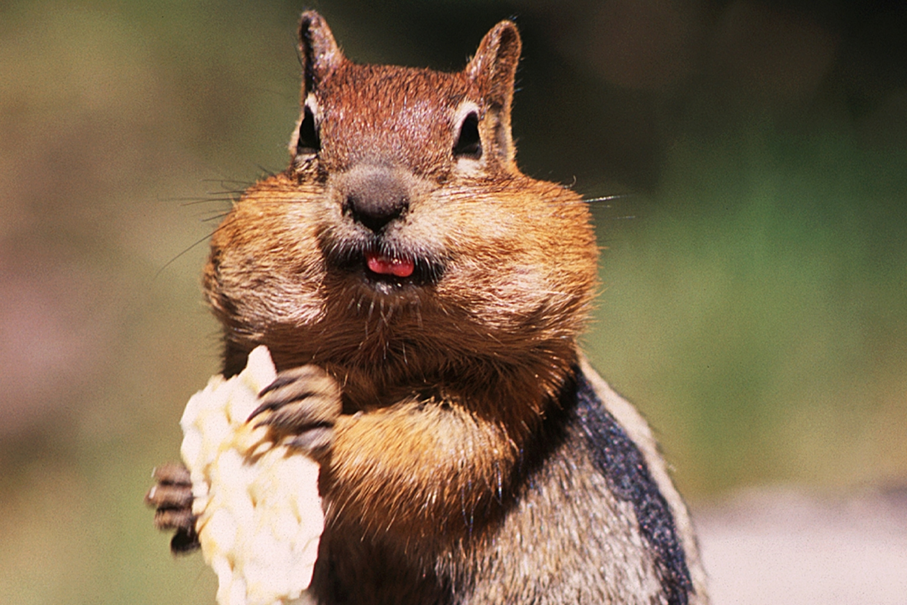 chipmunk-cheeks_3x2.jpg
