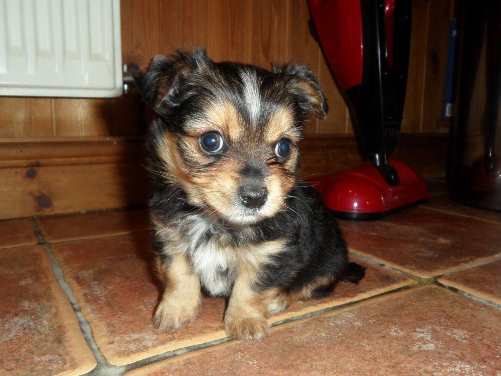 Chorkie-Puppy-Pictures.jpg